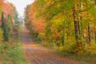 USA, Michigan, Ottawa National Forest. Landscape of road through forest in autumn. Art Print